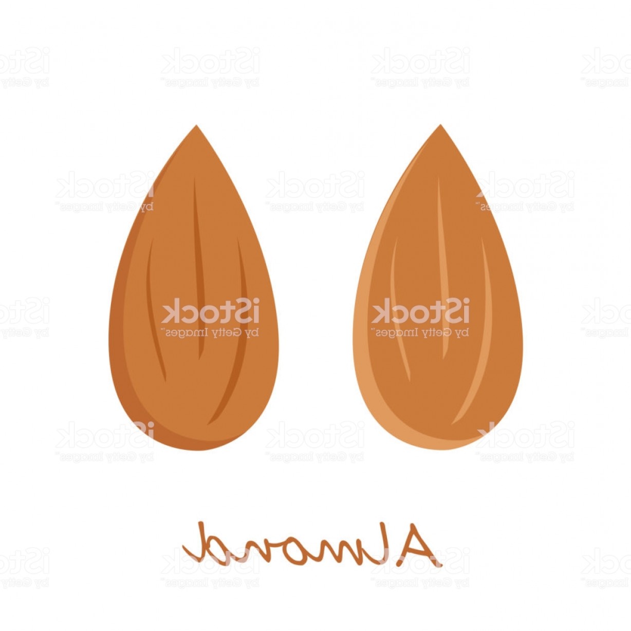 1228x1228 Almond Vector Soidergi