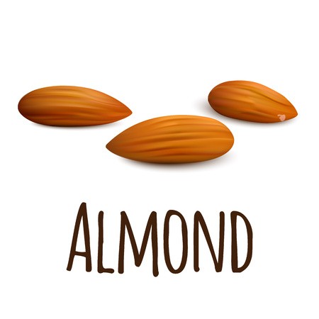 450x450 Almond Icon Realistic Illustration Of Almond Vector Icon For Web