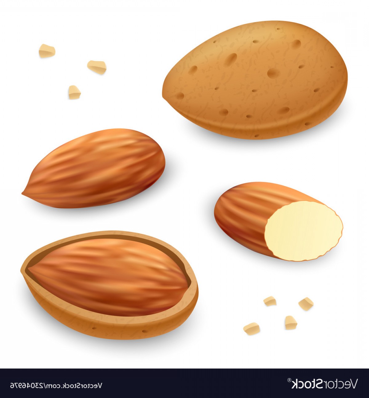 1200x1296 Almond Icon Set Realistic Style Vector Soidergi
