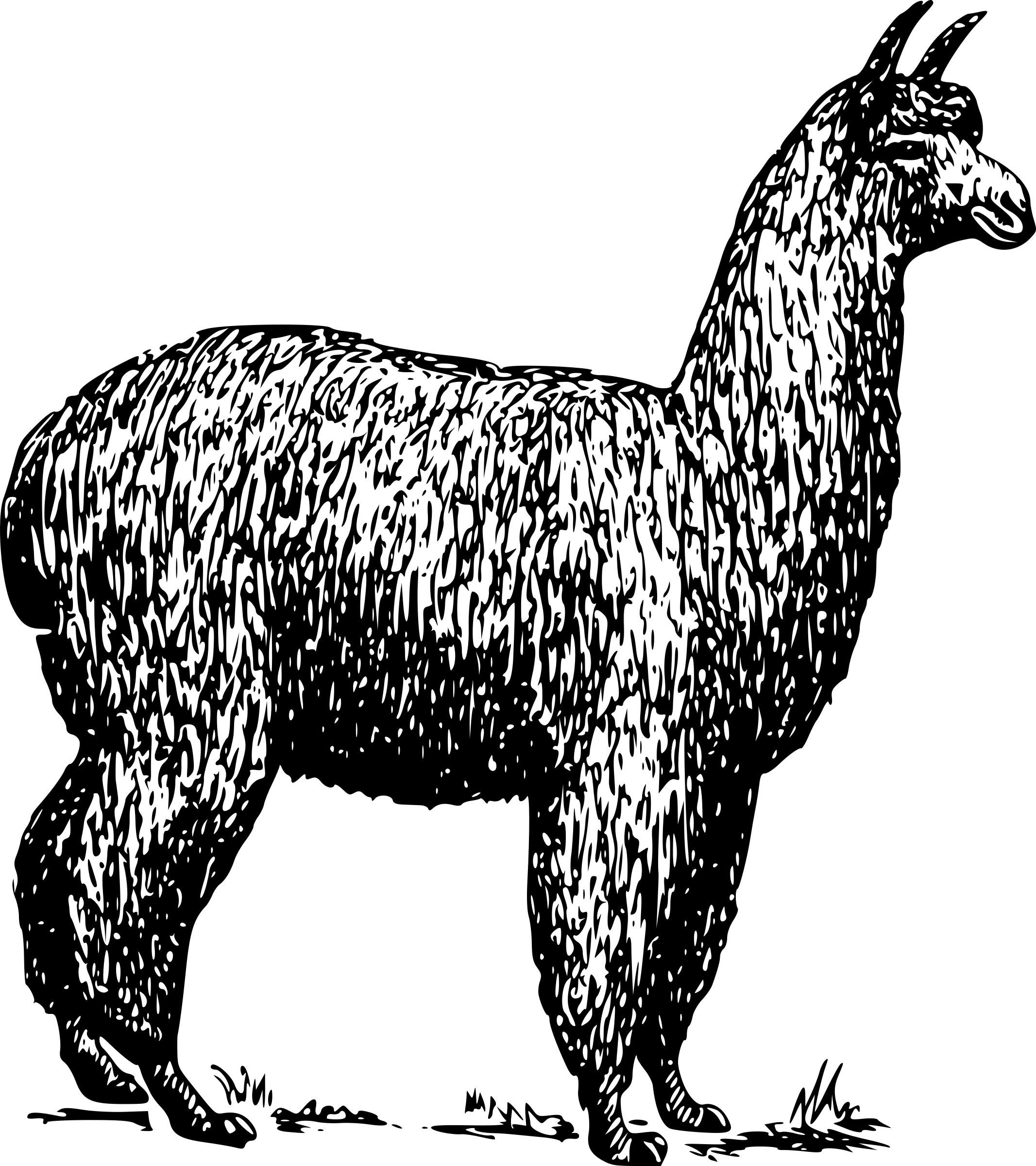 Alpaca Icons Png 2133x2400 Alpaca Icons Png