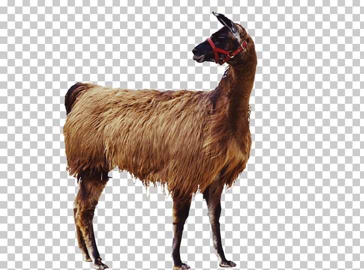 Goat Llama Alpaca Icon Png, Clipart, Animal, Animals, Background 728x541 Goat Llama Alpaca Icon Png, Clipart, Animal, Animals, Background
