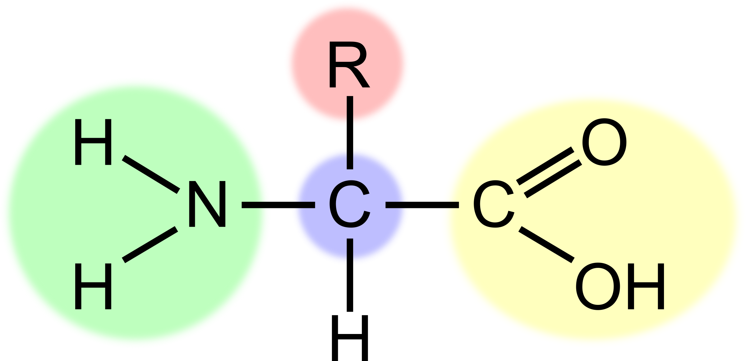 Amino Acid 2400x1163 Amino Acid