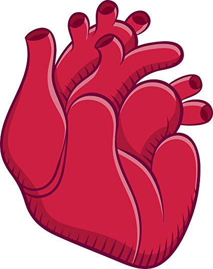 425x535 Simple Red Anatomical Heart Cartoon Icon Vinyl Decal