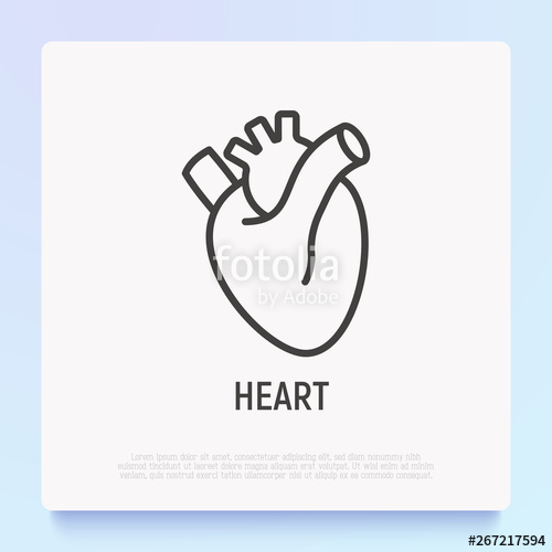 500x500 Human Anatomical Heart Thin Line Icon Modern Vector Illustration