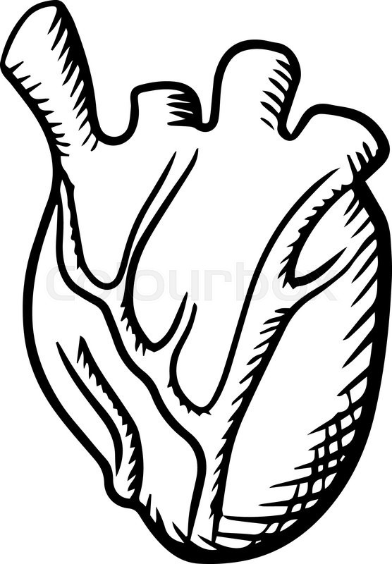 556x800 Human Heart Anatomy Icon With Detailed Stock Vector Colourbox