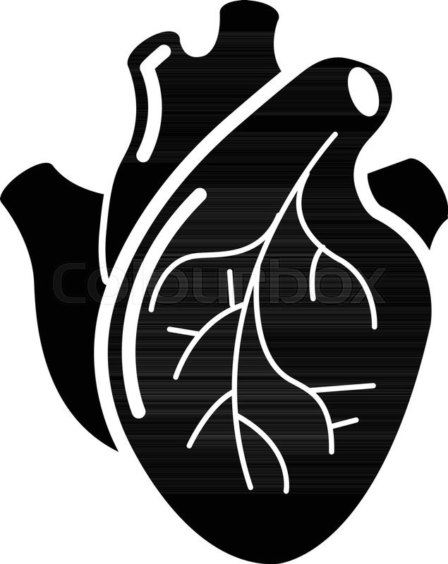 635x800 Human Heart Organ Icon Simple Stock Vector Colourbox