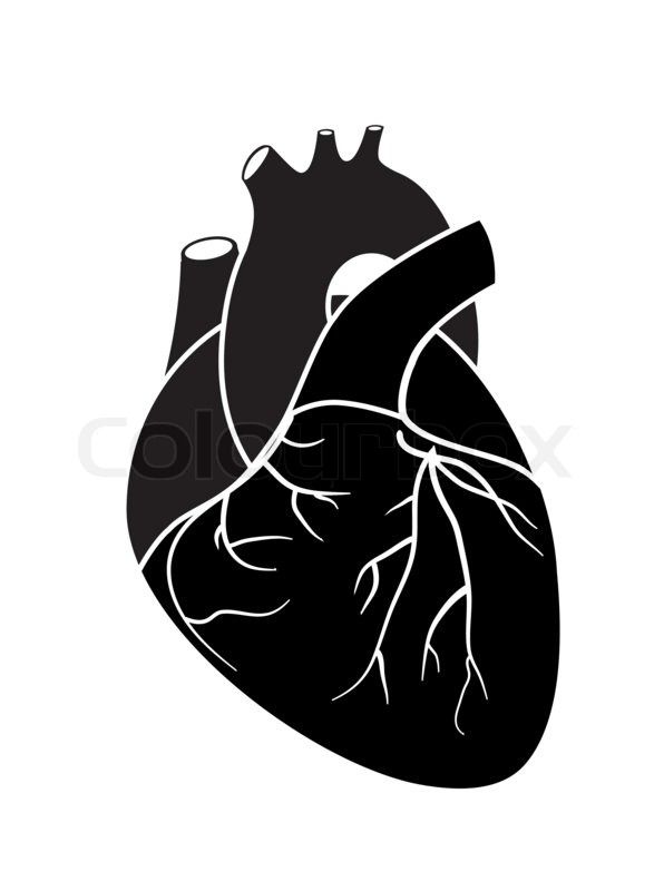 596x800 The Human Heart Is A Vital Organ That Functions As A Pump