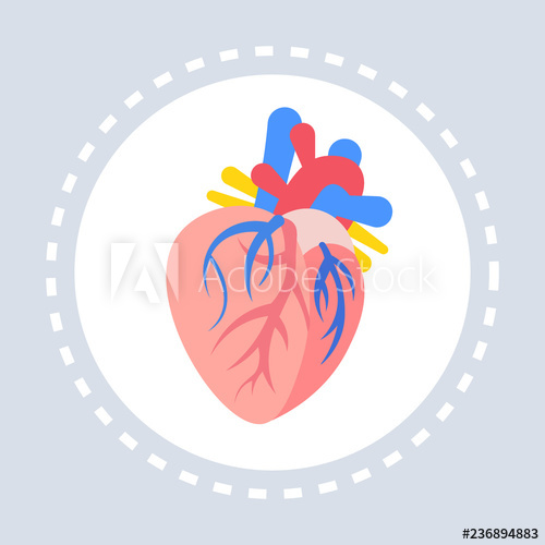500x500 Anatomical Heart Icon Healthcare Medical Service Logo Medicine