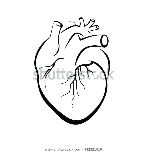 600x620 Drawings Of The Human Heart