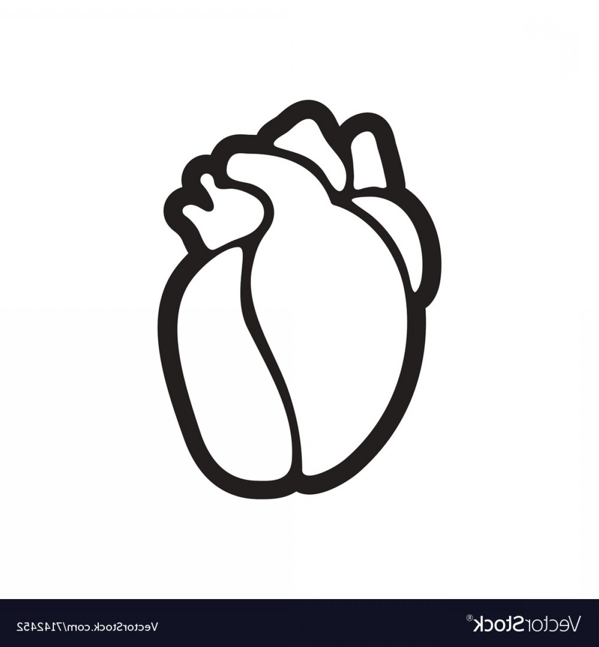 1200x1296 Anatomical Heart Vector Art Catchsplace