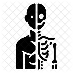 256x256 Anatomy Icon Of Glyph Style
