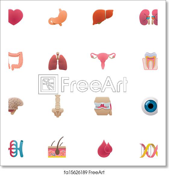 561x581 Free Art Print Of Vector Anatomy Icon Set Set Of The Icons