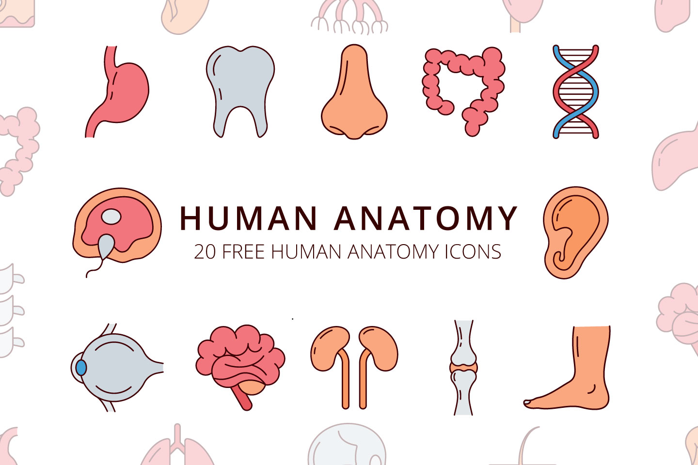 1440x960 Human Anatomy Vector Free Icon Set