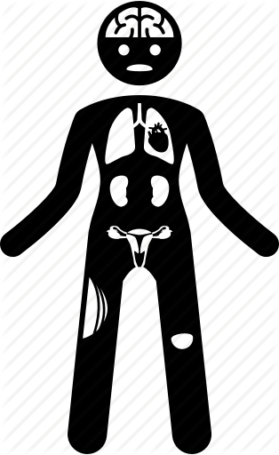 314x512 Anatomy, Body, Female, Health, Organ, Woman Icon