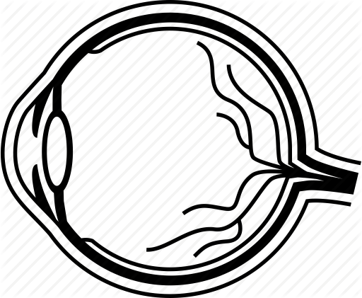 512x421 Anatomy, Eye, Human, Organ Icon