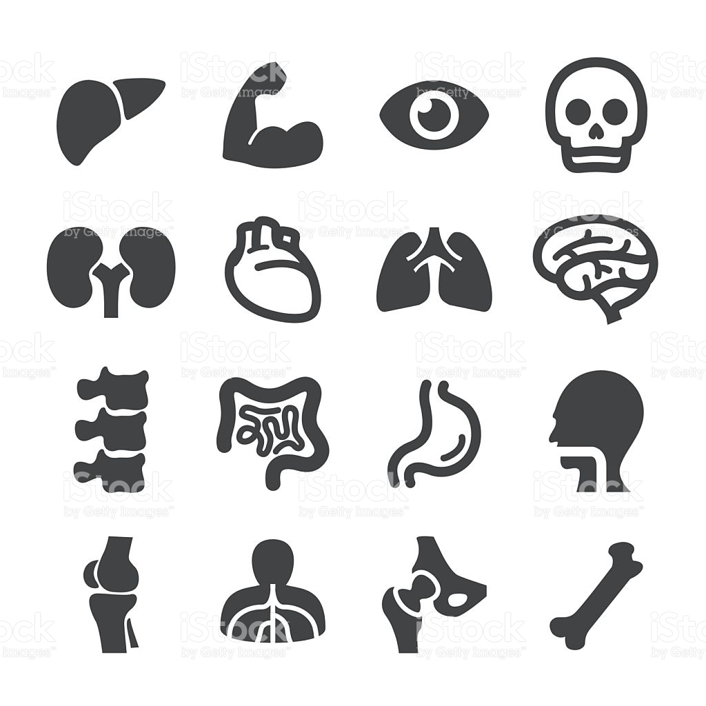 1024x1024 Anatomy Icon
