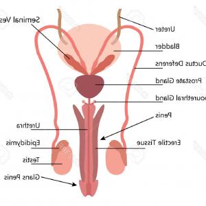 300x300 Google Play Store Icon Vector Images Android Phone Png Cqrecords