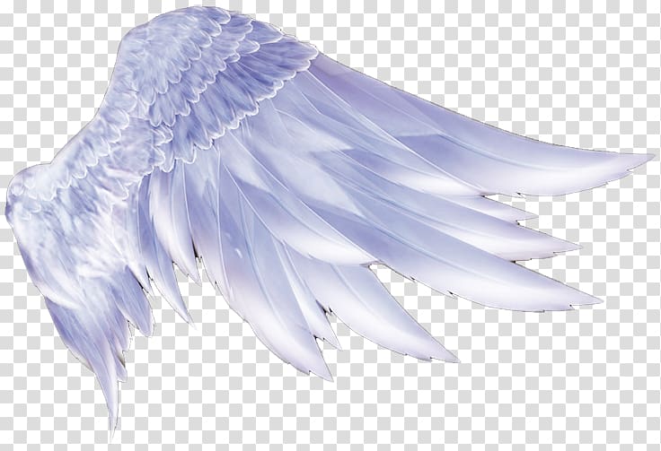 736x503 Gray Bird Feather, Wing Icon, Angel Wings Transparent Background