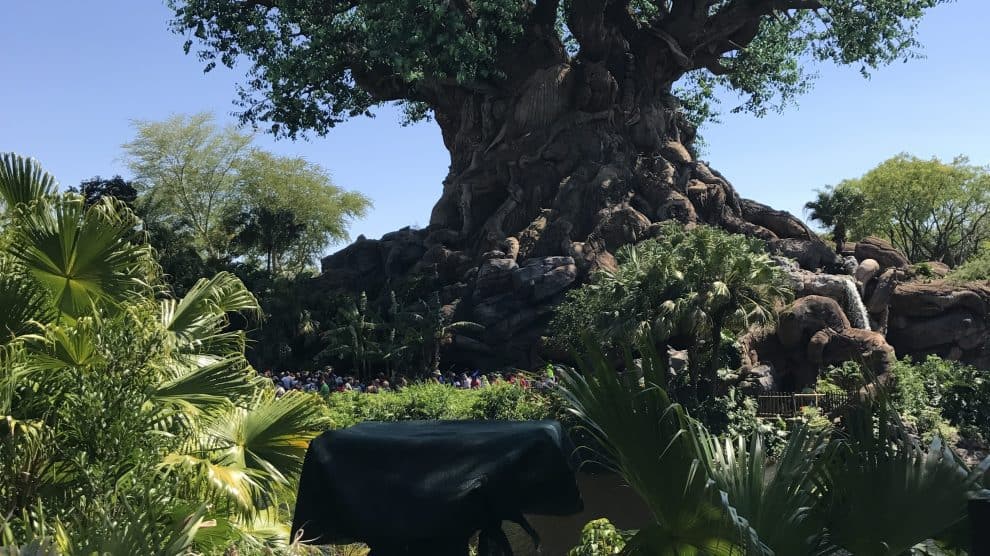 990x556 Photos Tree Of Life Awakenings Projection Show Is Expanding