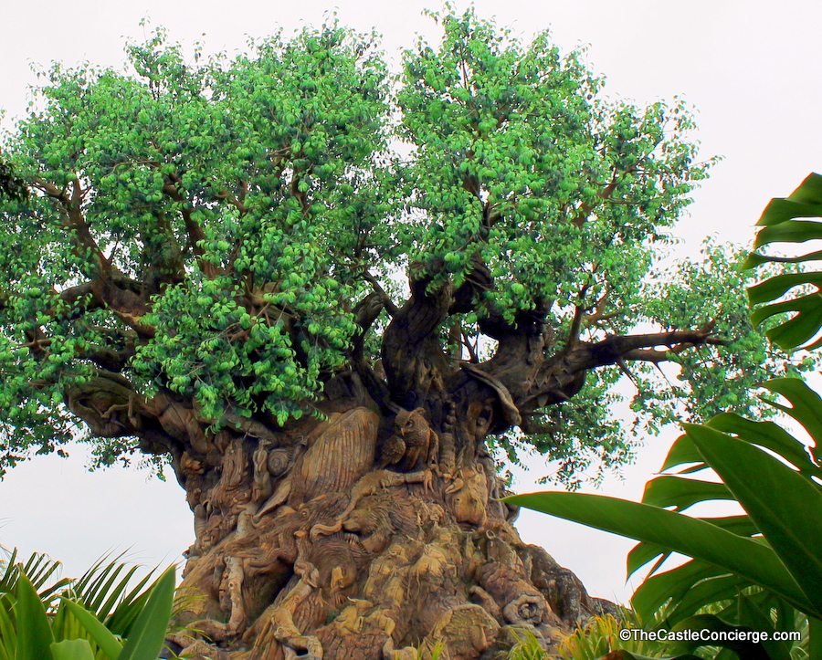 900x723 Tree Of Life Animal Kingdom Park Icon