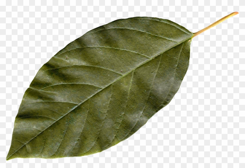 840x577 Autumn Leaves Icon Clipart