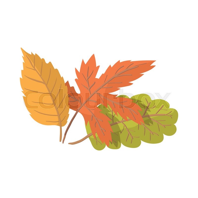 800x800 Autumn Leaves Cartoon Icon On The Stock Vector Colourbox