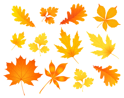 500x397 Beautiful Autumn Leaves Icons Vector Free Download