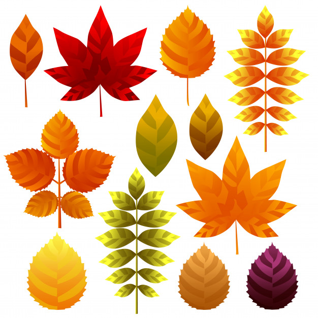 626x626 Unique Autumn Leaves Icon Element Set Vector Premium Download