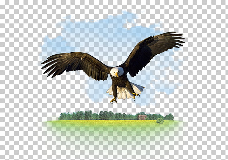 728x512 Bald Eagle Desktop High Definition Television Computer Icons, Gnu