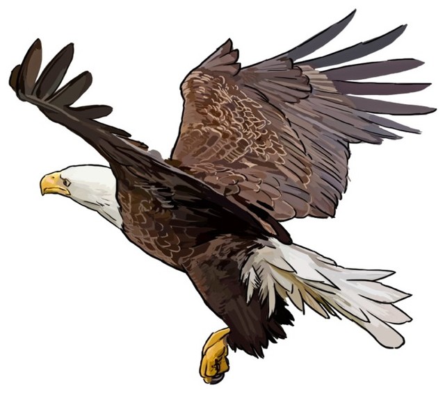640x566 Bald Eagle Landing, Icon Print