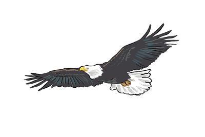 400x267 Bald Eagle Soaring