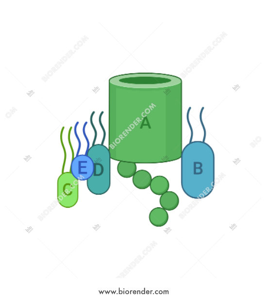 550x620 Biorender Bam Complex