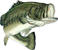 229x200 Bass Fishing Png