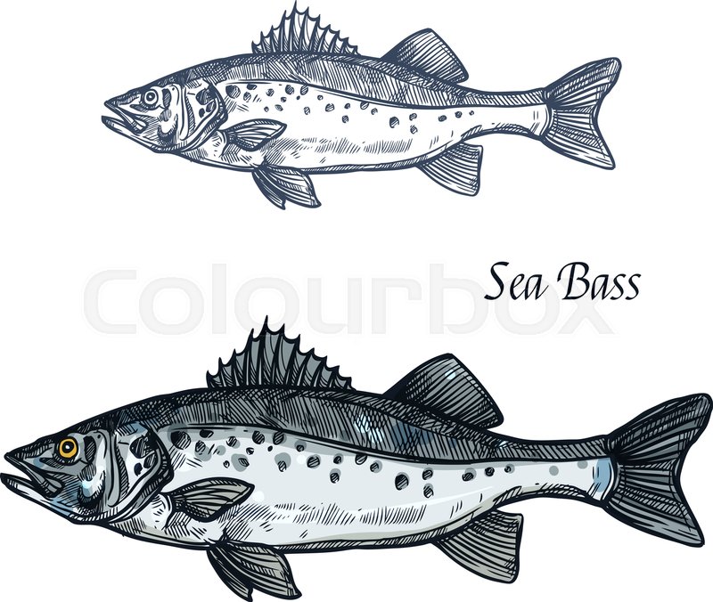800x676 Sea Bass Fish Sketch Of Marine Animal Stock Vector Colourbox