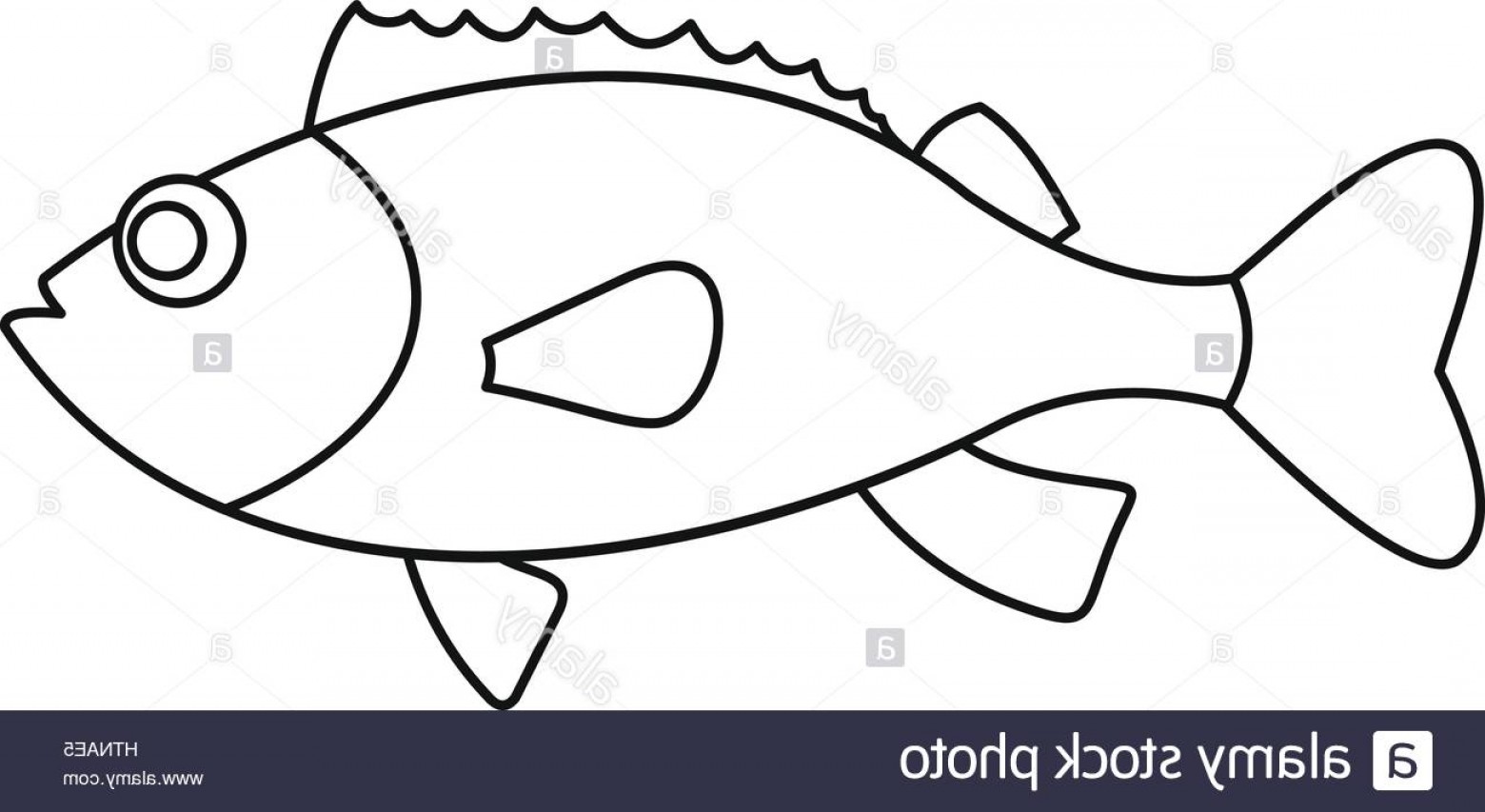 1560x853 Stock Photo Sea Bass Icon Outline Illustration Of Sea Bass Vector
