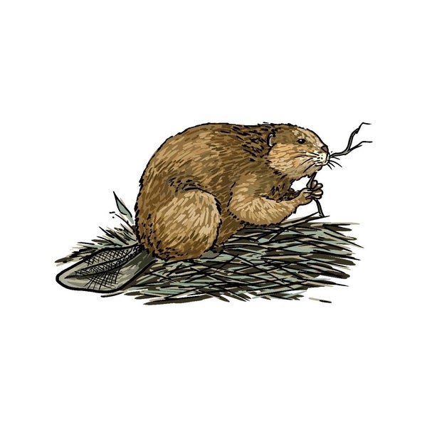 600x600 Shop Beaver