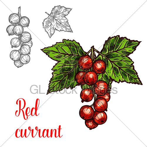 500x500 Red Currant Vector Sketch Fruit Berry Icon Gl Stock Images
