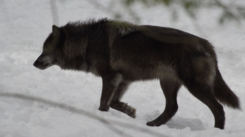 Black Wolf Icon at Vectorified.com | Collection of Black Wolf Icon free ...