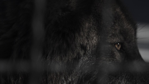 480x270 Eyes Of A Black Wolf Behind Bars Stock Video