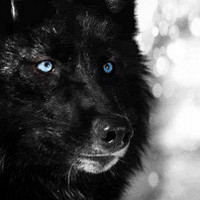200x200 Black Wolf With Ice Blue Eyes Wallpaper