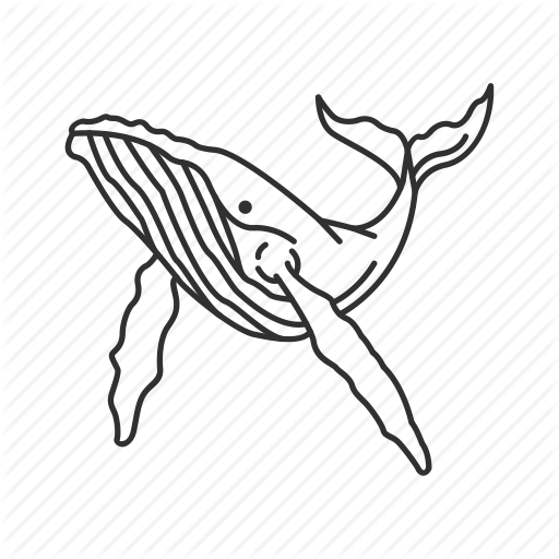 512x512 Balaenoptera Musculus, Baleen Whales, Blue Whale, Large Marine