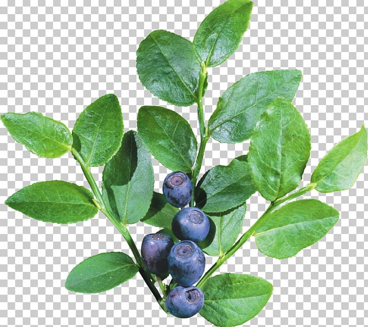 728x647 Blueberry Icon Png, Clipart, Anthocyanidin, Aristotelia Chilensis