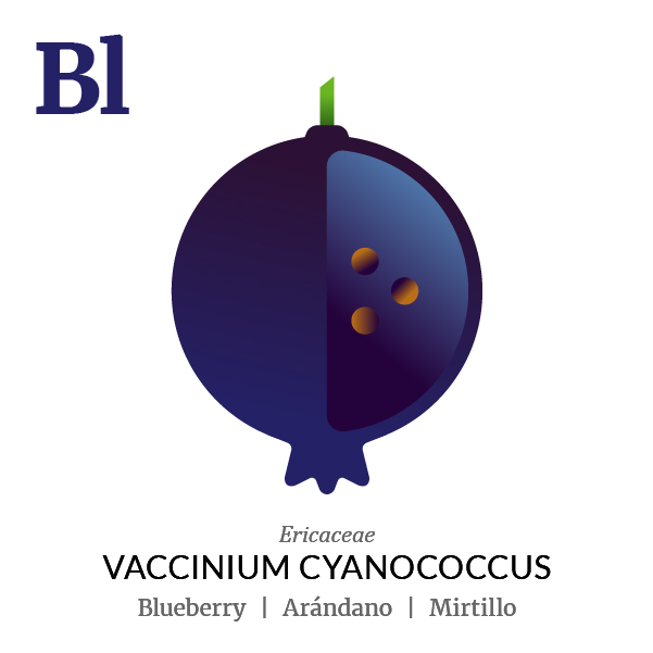 601x601 Fruitology Blueberry