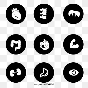 360x360 Human Body Icon Png Images Vector And Free Download