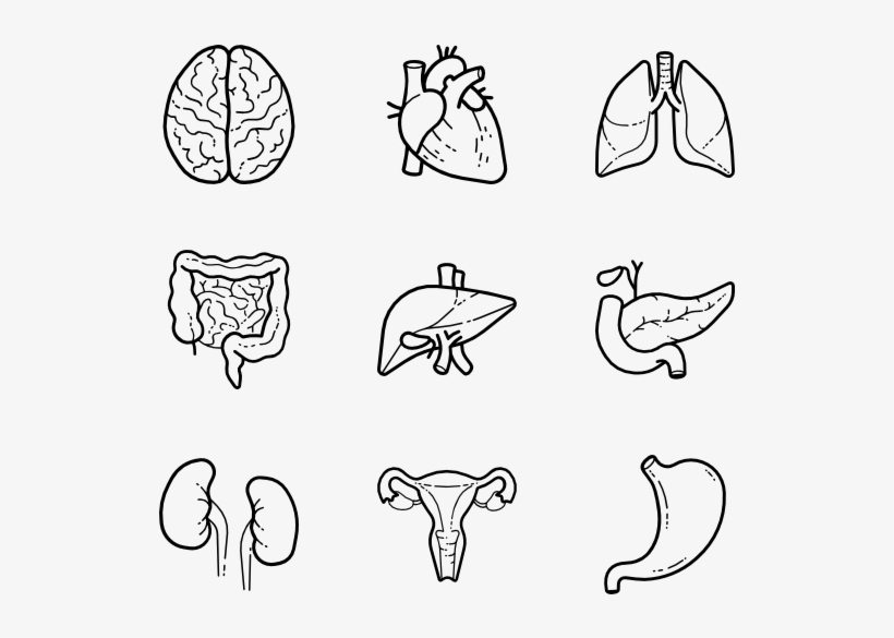 820x585 Human Anatomy