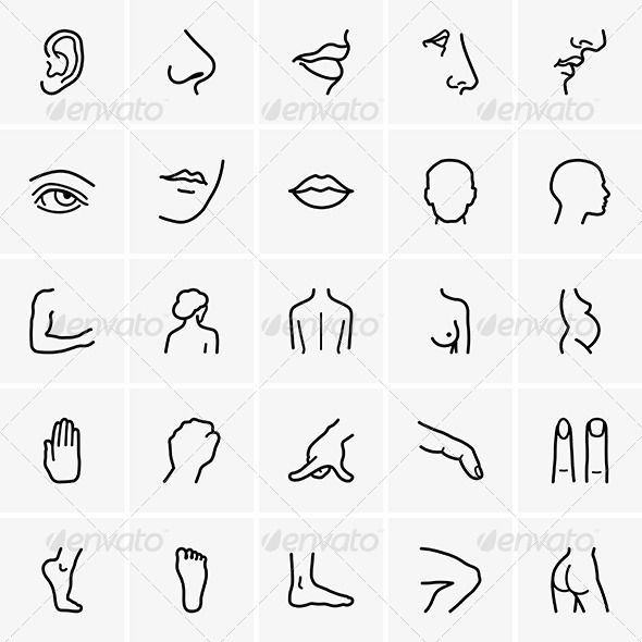 590x590 Human Body Parts