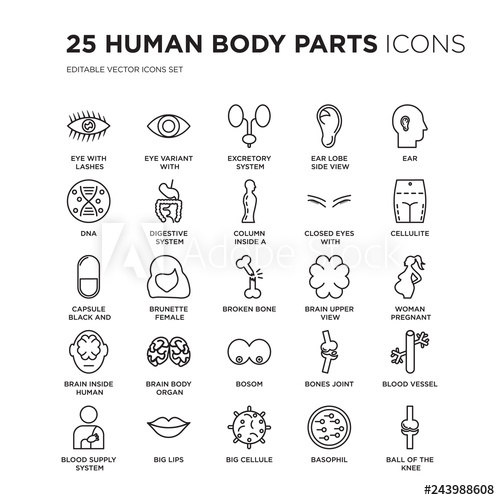 500x500 Set Of Human Body Parts Linear Icons Such As Eye With Lashes