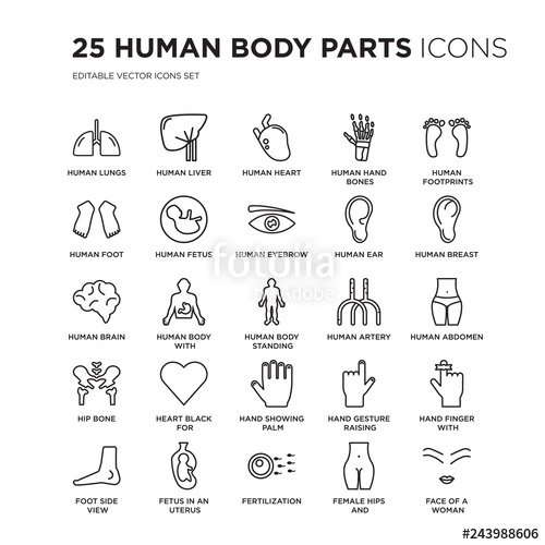 500x500 Set Of Human Body Parts Linear Icons Such As Lungs, Liver