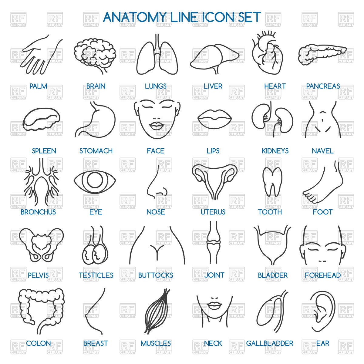 1200x1200 Anatomy Line Icons