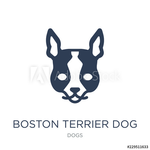 500x500 Boston Terrier Dog Icon Trendy Flat Vector Boston Terrier Dog